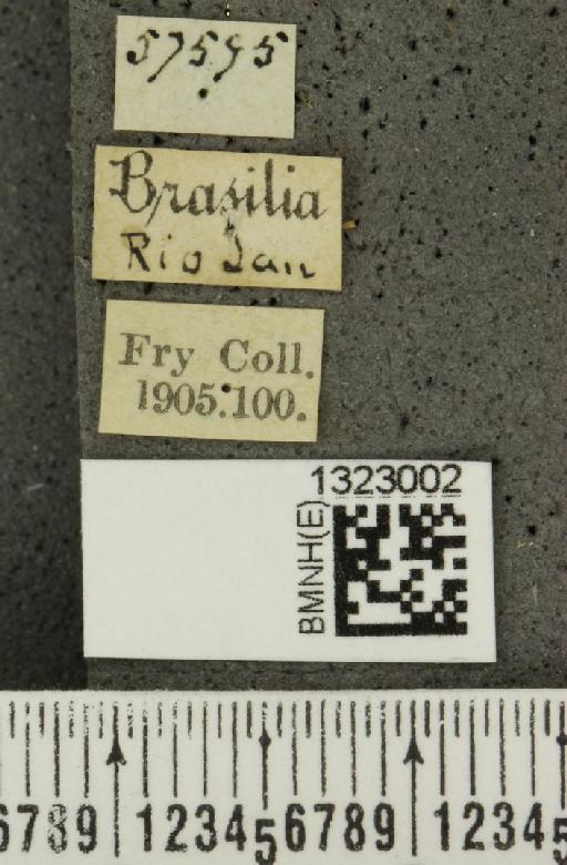 Paranapiacaba prolongata (Jacoby, 1882) - BMNHE_1323002_label_19513