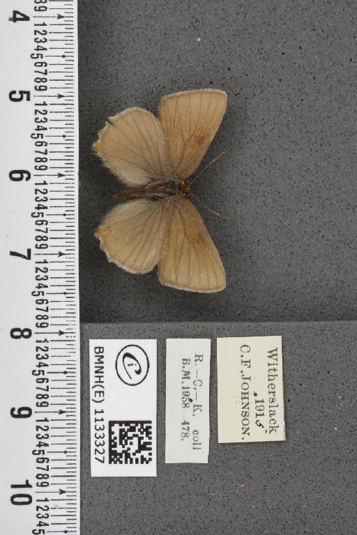 Callophrys rubi ab. cinerascens Rebel, 1910 - BMNHE_1133327_97435