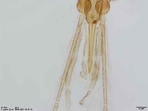 Lutzomyia (Helcocyrtomyia) strictivilla Young, 1979 - Lutzomyia_strictivilla-BMNH(E)1722009_PT-male_F1-10x.tif