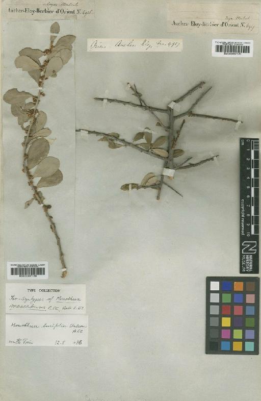 Monotheca buxifolia (Falc.) A.DC. - BM000997170