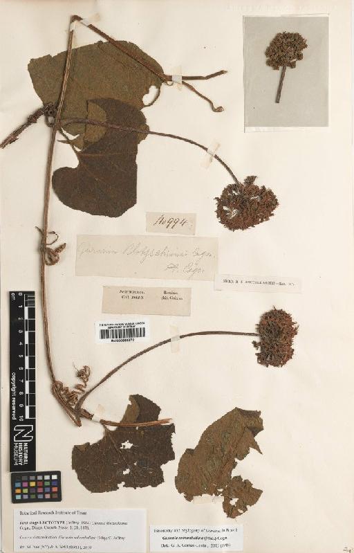Gurania subumbellata (Miq.) Cogn. - BM000880870