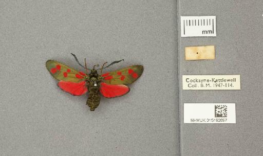 Zygaena (Zygaena) filipendulae stephensi Dupont, 1900 - 015192697_additional