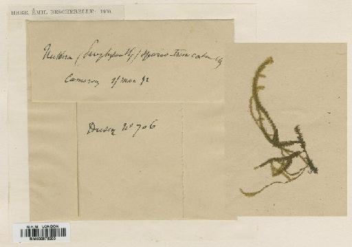 Neckeropsis spurio-truncata (Müll.Hal. ex Dusén) M.Fleisch. - BM000878555