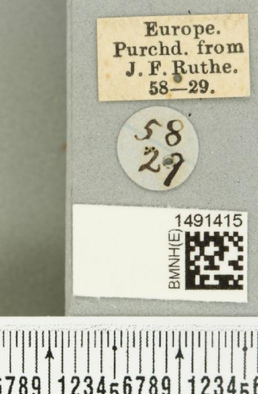 Phytomyza affinis Fallén, 1823 - BMNHE_1491415_label_53046