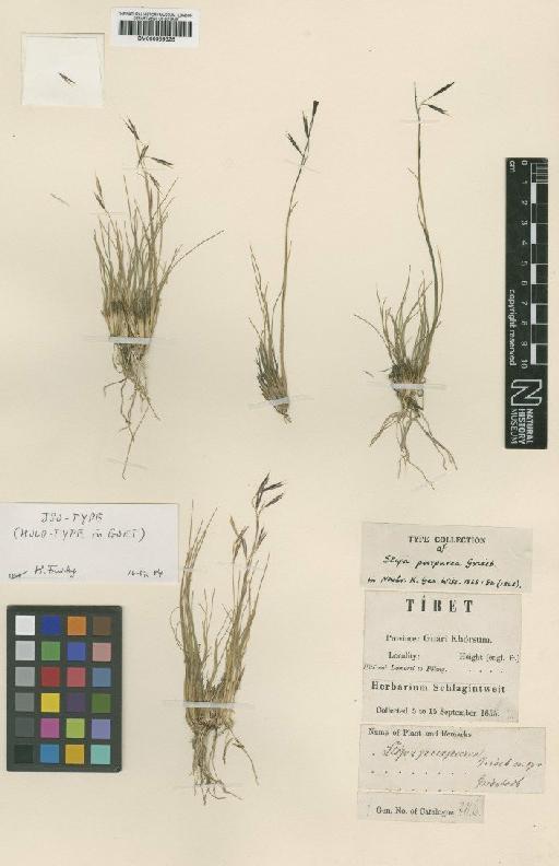 Stipa purpurea Griseb. - BM000959325