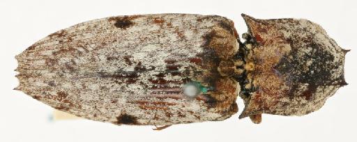 Cryptalaus spinicollis (Van Zwaluwenburg, 1951) - Alaus spinicollis PT male