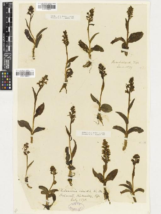 Coeloglossum viride (L.) Hartm. - BM001002817