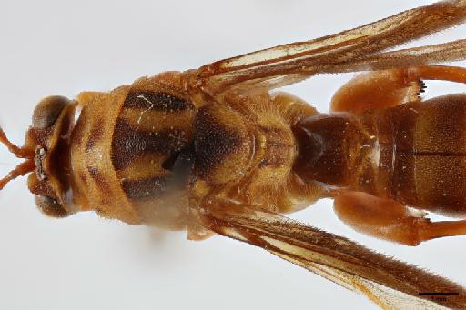 Polistomorpha femorata Boucek, 1974 - 014444365_Polistomorpha_femorata_HT_mesosoma