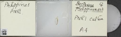 Bactrocera (Bactrocera) philippinensis Drew & Hancock, 1994 - BMNHE_1444418_57438