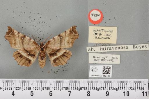 Selenia dentaria ab. infravenosa Boyes, 1954 - BMNHE_1882146_447893