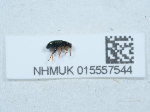 Crepidodera aurata (Marsham, 1802) - 015557544_3