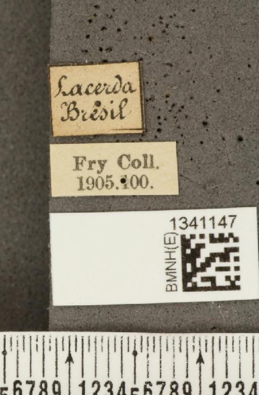 Cochabamba marginata (Harold, 1875) - BMNHE_1341147_label_24474