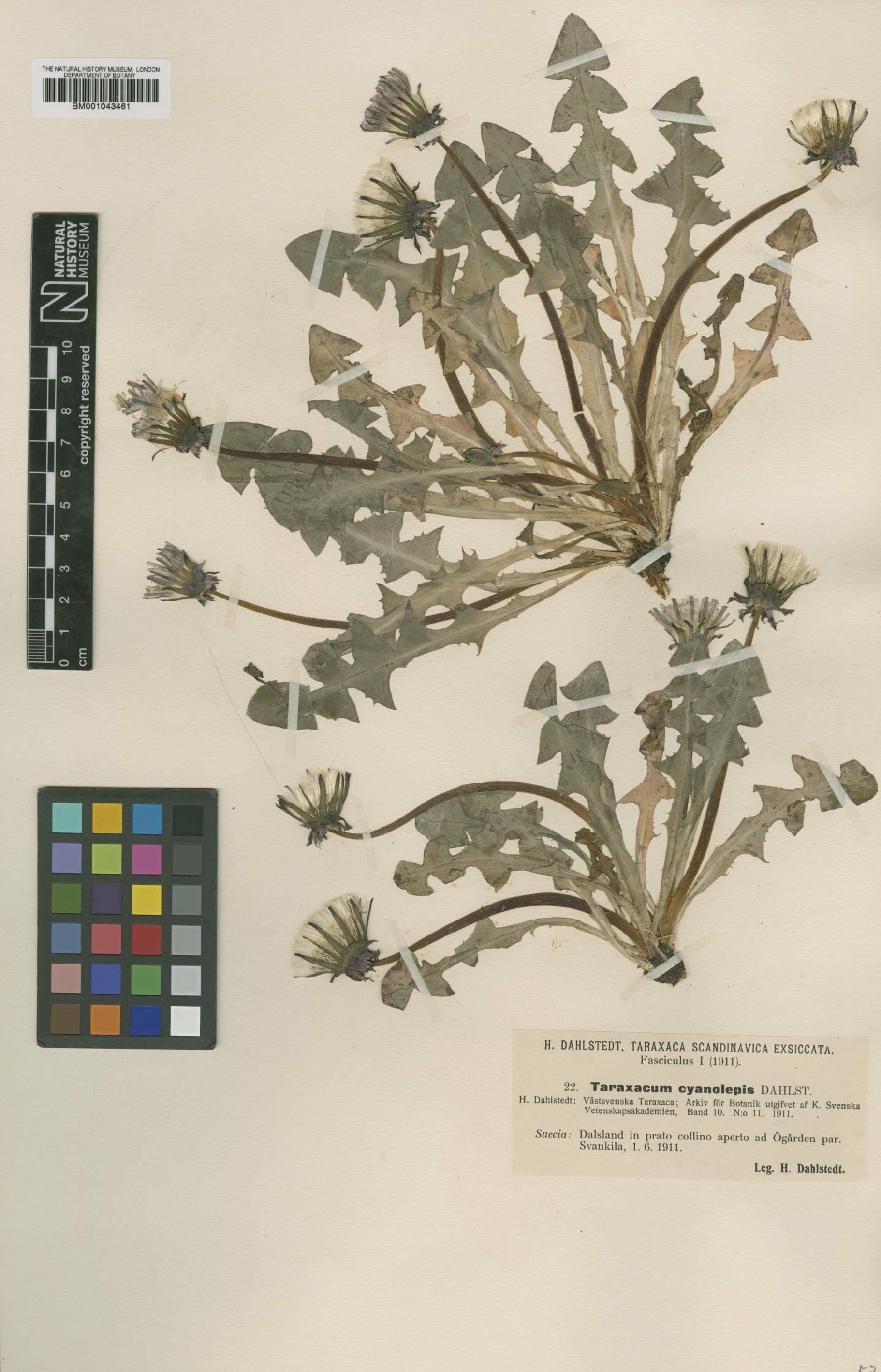 To NHMUK collection (Taraxacum cyanolepis Dahlst; Type; NHMUK:ecatalogue:1998337)