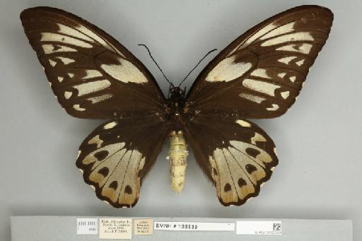 Ornithoptera priamus teucrus Joicey & Talbot, 1916 - 013603224__