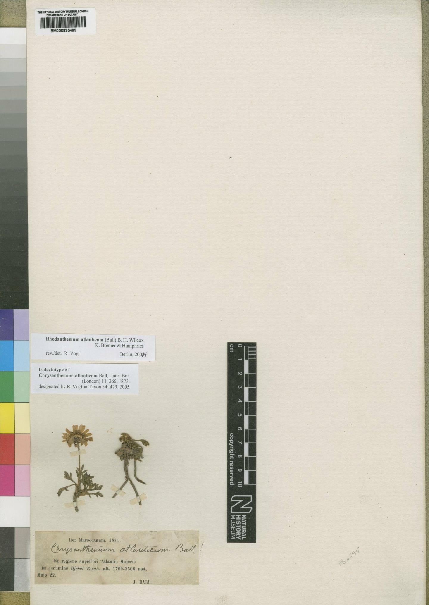 To NHMUK collection (Chrysanthemum atlanticum Ball; Type; NHMUK:ecatalogue:4529500)