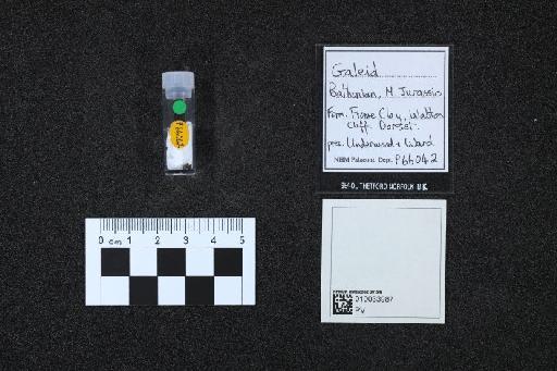 Gen. sp. indet - 010033987_L010040746