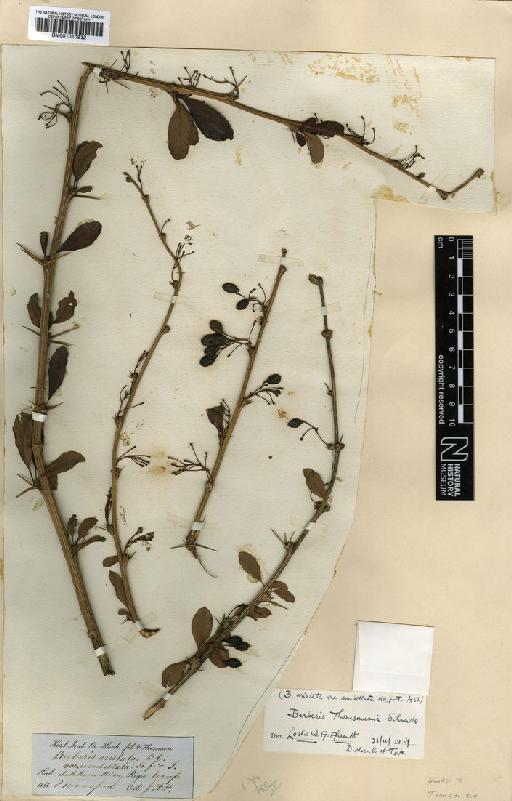 Berberis thomsoniana C.K.Schneid. - BM001010932