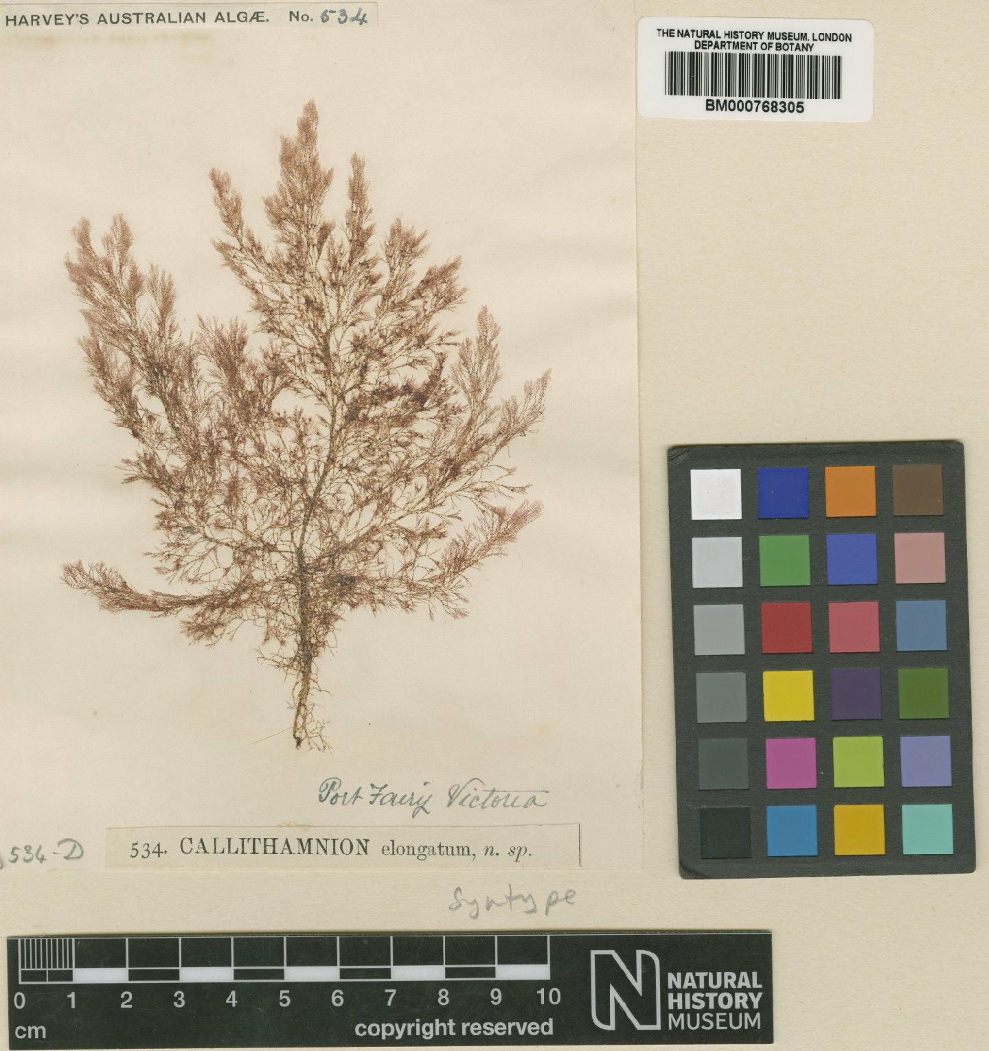 To NHMUK collection (Anotrichium elongatum (Harv.) Baldock; Syntype; NHMUK:ecatalogue:4815037)