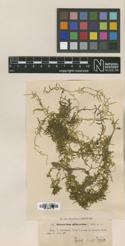 Zelometeorium recurvifolium (Hornsch. in Mart.) Manuel - BM000961148_a