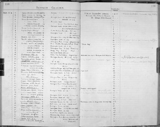 Axinella rudis Verrill, 1907 - Zoology Accessions Register: Spongiida: 1938 - 1954: page 130