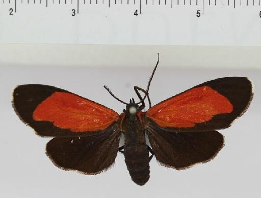 Cyanopepla griseldis (Druce, 1884) - BMNH(E)#1326072_Cyanopepla_griseldis_Druce_1884_Syntype_dorsal