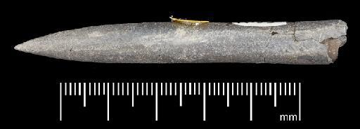 Simpsonibelus expansus (Simpson) - PI CC 1342 - belemnite