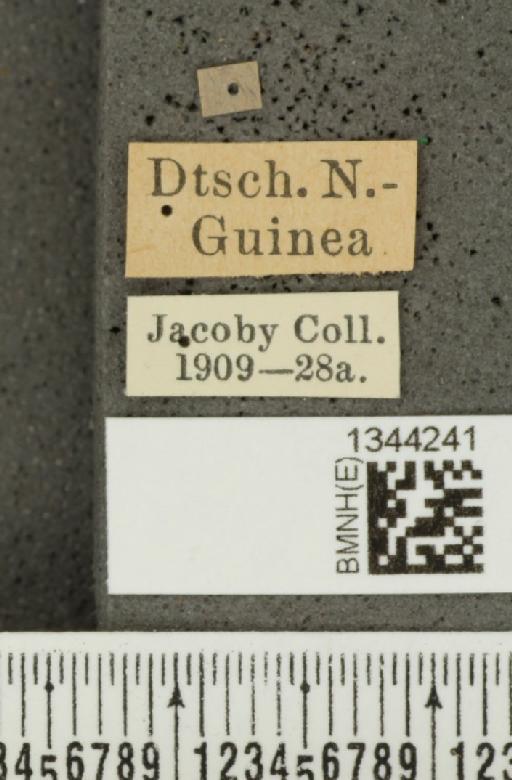 Lilioceris (Lilioceris) papuana (Jacoby, 1893) - BMNHE_1344241_label_14226