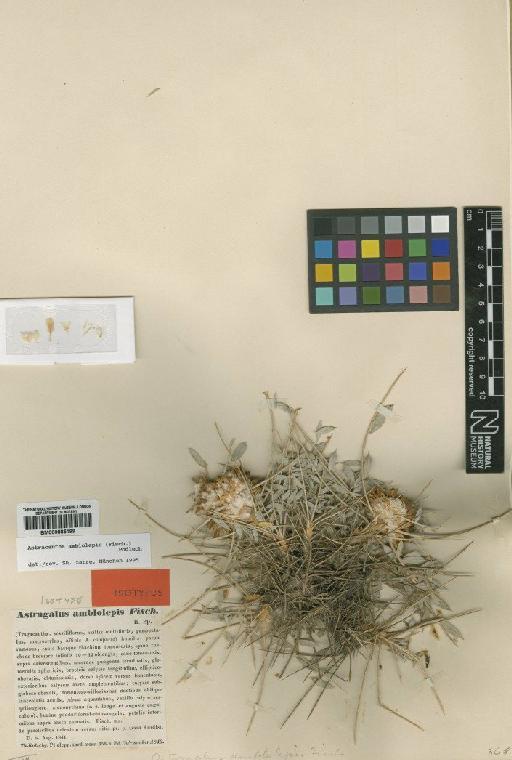 Astragalus amblolepis Fisch. - BM000885199