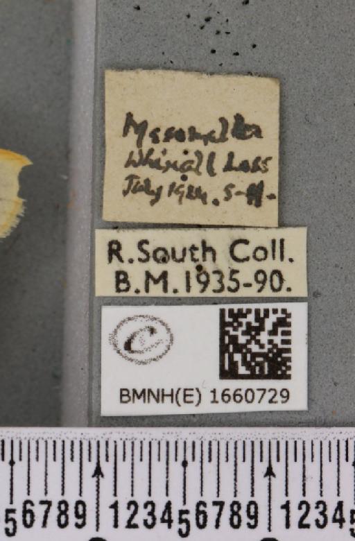 Cybosia mesomella (Linnaeus, 1758) - BMNHE_1660729_label_258239