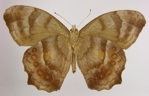 Pseudodebis keneza Butler, 1869 - BMNH(E)_ 1267107_Taygetomorpha_(Taygetis)_celia_keneza_Butler_T_male_ (3)