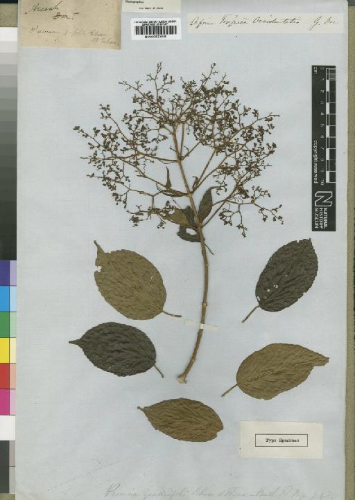 Premna quadrifolia Schumach. & Thonn. - BM000923616