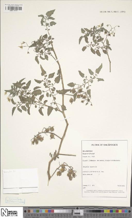 Solanum cheesmaniae (L.Riley) Fosberg × S. galapagense S.C.Darwin & Peralta - BM001120151