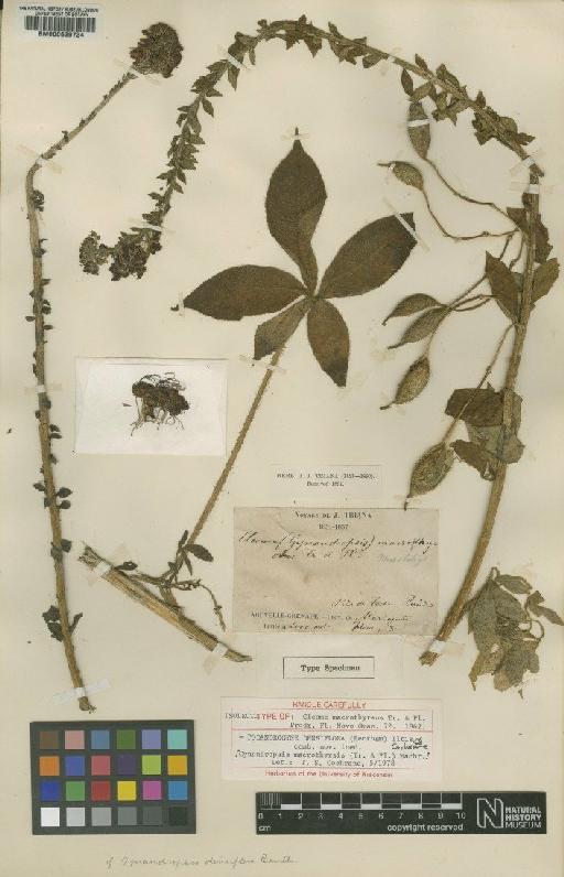 Podandrogyne densiflora (Benth.) Iltis & Cochrane - BM000629734