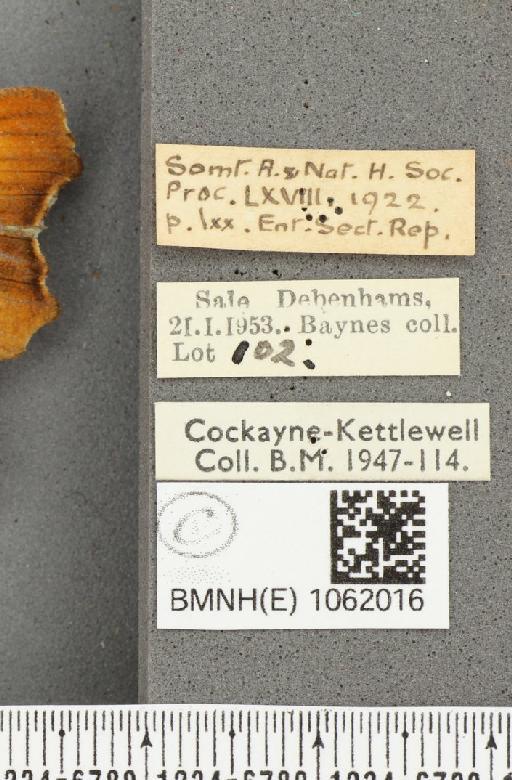 Polygonia c-album ab. suffusa Frohawk, 1938 - BMNHE_1062016_label_22858