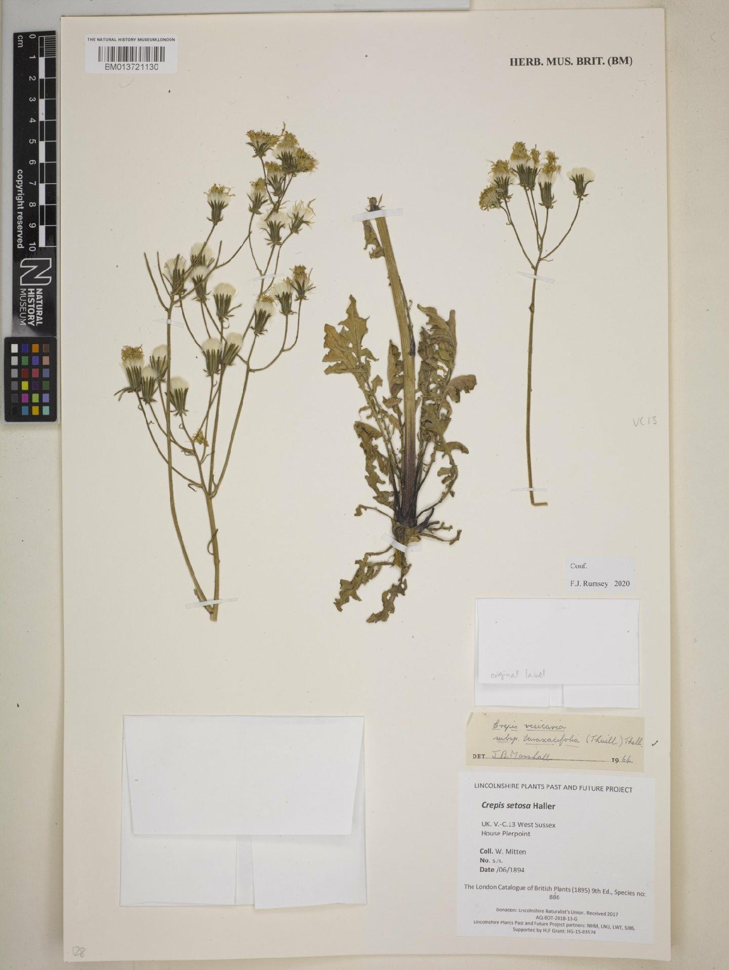 To NHMUK collection (Crepis vesicaria subsp. taraxacifolia Thuill; NHMUK:ecatalogue:9101905)