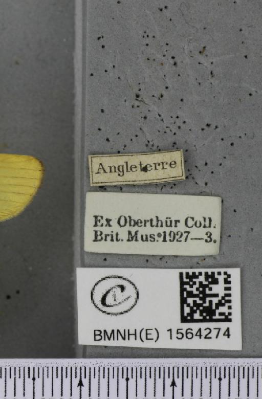 Lithosia quadra (Linnaeus, 1758) - BMNHE_1564274_label_285708