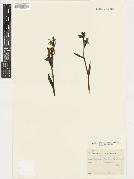 Ophrys apifera Huds. - BM000954220