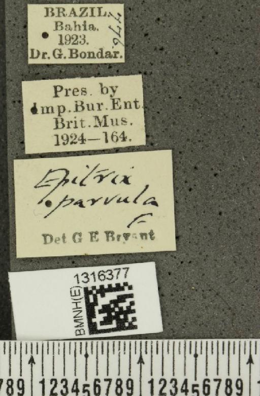 Epitrix fasciata Blatchley, 1918 - BMNHE_1316377_label_26053