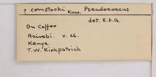 Pseudococcus comstocki Kuwana, 1902 - 010715229_additional
