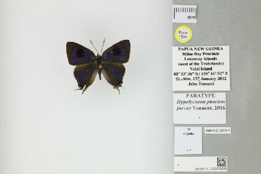 Hypolycaena phorbas furvae Tennent, 2016 - 013376838_Hypolycaena_phorbas_furvae_Tennent_2016_PT