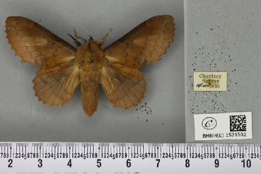 Gastropacha quercifolia (Linnaeus, 1758) - BMNHE_1521502_198332