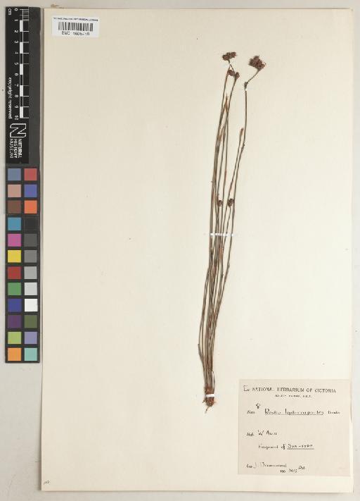 Cytogonidium leptocarpoides (Benth.) B.G.Briggs & L.A.S.Johnson - BM014605758