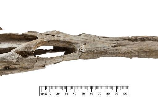 Charitomenosuchus leedsi - PV R 3320 skull 008