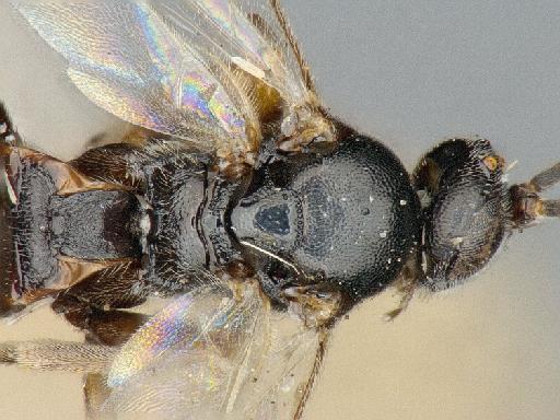 Apanteles bres Nixon, G., 1973 - 010880765_Apanteles_bres_mesosoma_dorsal