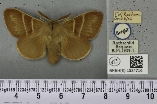 Macrothylacia rubi (Linnaeus, 1758) - BMNHE_1524716_196088