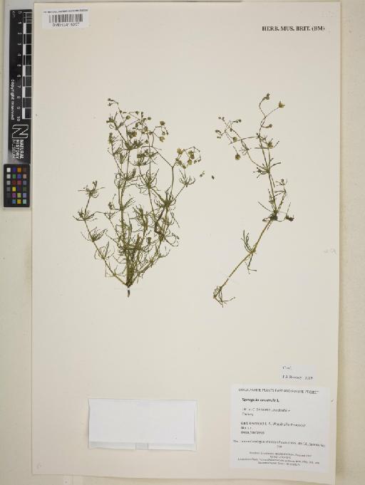 Spergula arvensis L. - BM013414007