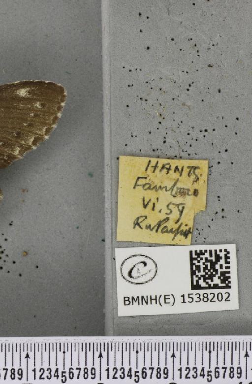 Stauropus fagi fagi (Linnaeus, 1758) - BMNHE_1538202_label_242772