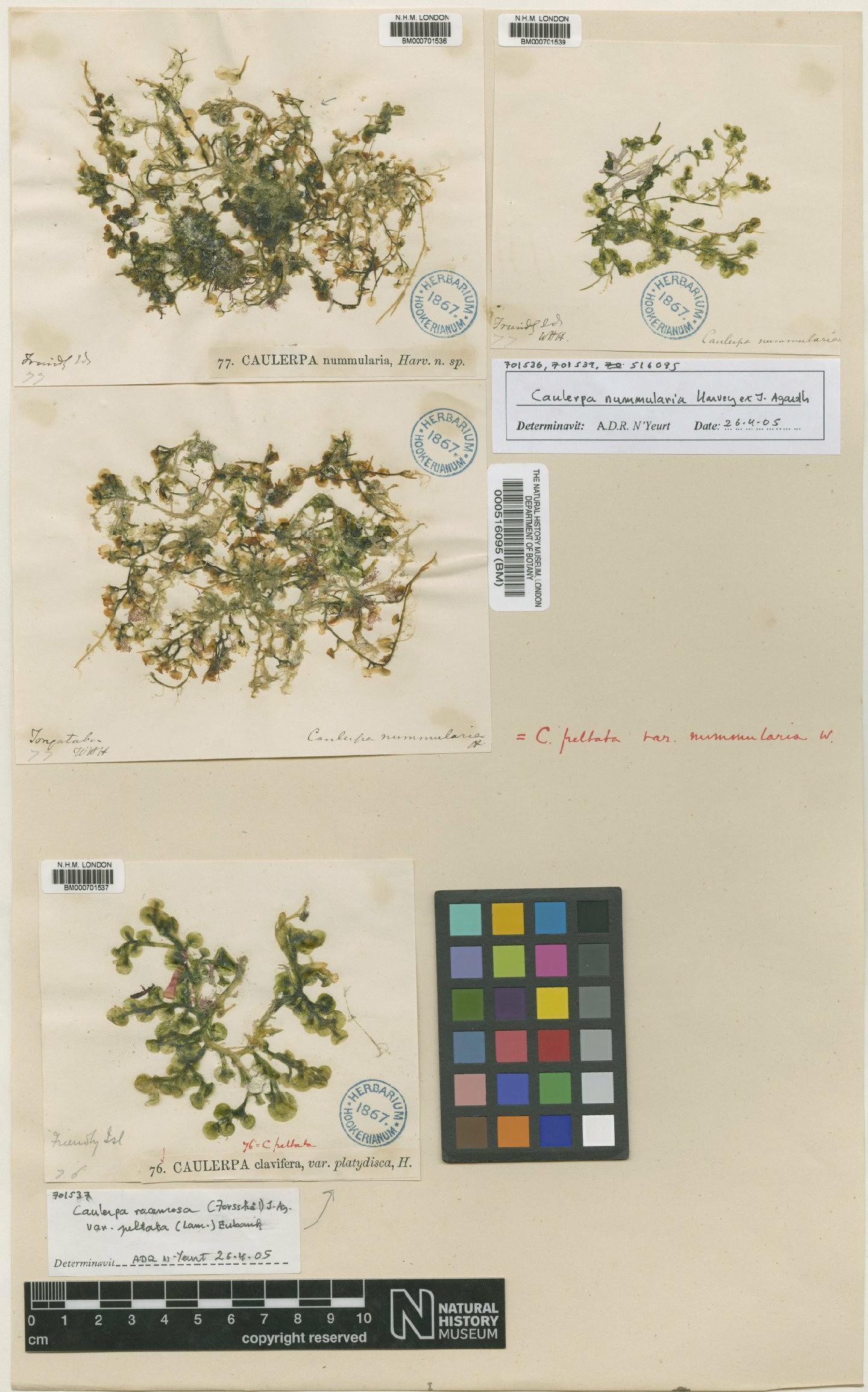 To NHMUK collection (Caulerpa nummularia Harv. & J.Agardh; Type; NHMUK:ecatalogue:4829959)
