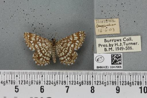 Chiasmia clathrata clathrata (Linnaeus, 1758) - BMNHE_1847006_423560