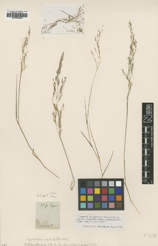 Agrostis pulchella (R.Br.) Roth - BM000938530